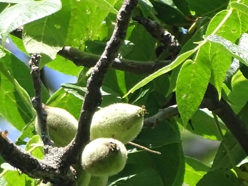 Fresh And Crisp: Reebok Shoes In Green And White
