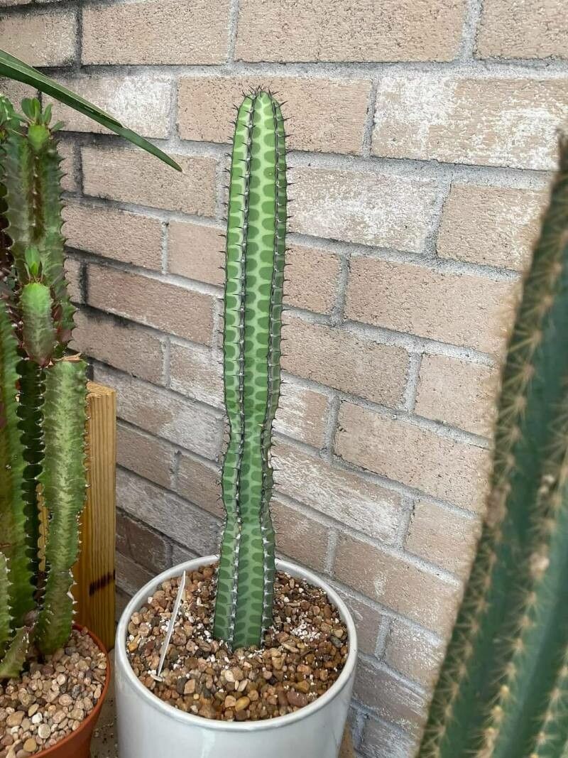 Why No More Reebok S Carter?