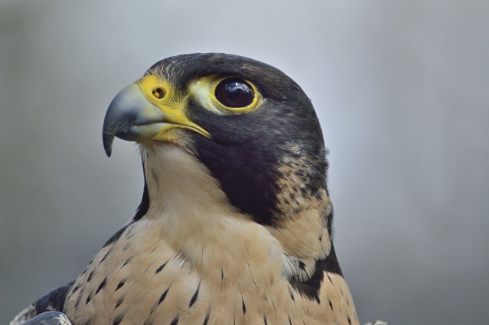 West Coast Cool: Reebok Shoes At Pacsun