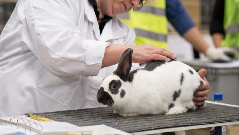 How Does Adidas Test On Animals?